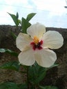 Hermosa Flor de Cayena con Centro Fucsia Royalty Free Stock Photo