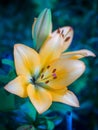 A flower garden yellow day lilies.