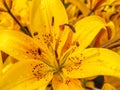 A flower garden yellow day lilies.