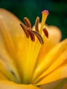 A flower garden yellow day lilies. Royalty Free Stock Photo