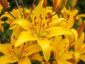 A flower garden yellow day lilies. Royalty Free Stock Photo