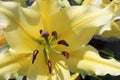 Flower gardening floriculture yellow Lily close up side view