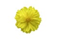 Beautiful of yellow flower head on white background Royalty Free Stock Photo