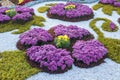 Flower gardens of chrysanthemums