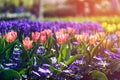 Flower gardens in the Netherlands during spring. Close up of blooming flowerbeds of tulips, hyacinths, narcissus