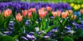 Flower gardens in the Netherlands during spring. Close up of blooming flowerbeds of tulips, hyacinths, narcissus