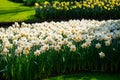 Flower gardens in the Netherlands during spring. Close up of blooming flowerbeds of tulips, hyacinths, narcissus