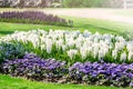 Flower gardens in the Netherlands during spring. Close up of blooming flowerbeds of tulips, hyacinths, narcissus