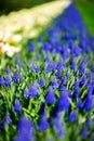 Flower gardens in the Netherlands during spring. Close up of blooming flowerbeds of tulips, hyacinths, narcissus