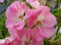 Flower geranium
