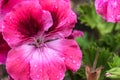 The flower Geranium Royalty Free Stock Photo