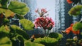 Flower geranium plant city building concrete jungle pink red green