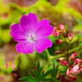 Flower of Geranium sanguineum aka Bloody Cranesbill