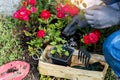 Flower geranium seedling in the small black pot with black soil in flowering roses and hand fertilizing flowers background