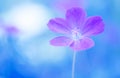 Flower geranium violet color on a blue painted background. Soft selective focus.