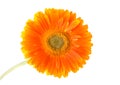 Flower Gerbera.