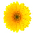 Flower Gerbera.