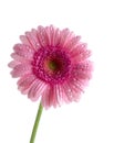 Flower Gerbera