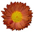 flower gerbera daisy orange isolated Royalty Free Stock Photo