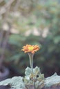 Flower Gerbera Daisy. With orange - yellow are plant species in Thailand Royalty Free Stock Photo