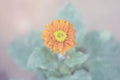 Flower Gerbera Daisy. With orange - yellow are plant species in Thailand Royalty Free Stock Photo
