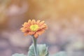 Flower Gerbera Daisy. With orange - yellow are plant species in Thailand Royalty Free Stock Photo