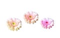 Flower gerbera heads in padtel color shades on white background. Royalty Free Stock Photo