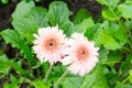 Flower Gerbera pink with water drops Royalty Free Stock Photo