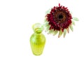 Flower gerbera upgrowth in a vase view from above isolated image