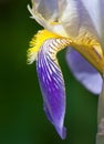 Flower of German Iris, Detail