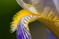 Flower of German Iris, Detail