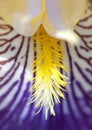 Flower of German Iris, Detail