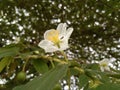 this is a flower from gersen, the color is white yellow very beautiful