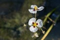 Flower giant arrowhead or California arrowhead Royalty Free Stock Photo