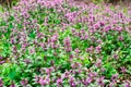 Flower glade field of purple flowers landscape. Sunrise. Foggy forest in background. 2 flying birds. Morning rural landscape Royalty Free Stock Photo