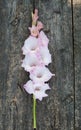 Flower gladiolus