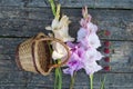 Flower gladiolus