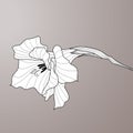 Flower gladiolus. Contour graphic art Royalty Free Stock Photo