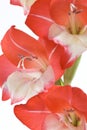 Flower-Gladiolus(NOTE NOT A SELECTION)