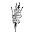 Flower Gladiolus. Vector stock illustration eps10. Isolate on white background, outline, hand drawing.