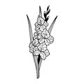 Flower Gladiolus. Vector stock illustration eps10. Isolate on white background, outline, hand drawing. Royalty Free Stock Photo