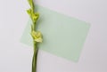 Flower Gladiolus witg empty sheet of paper on white background. Flat lay, top view