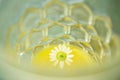 Flower in glass Royalty Free Stock Photo