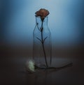 flower in glass bottle for decoration background Royalty Free Stock Photo