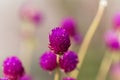 Flower of globe amaranth Gomphrena globose