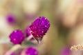 Flower of globe amaranth Gomphrena globose Royalty Free Stock Photo