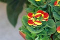 Flower gloxinia Royalty Free Stock Photo