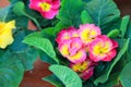 Flower gloxinia Royalty Free Stock Photo