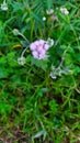 Flower of Goat weed plant ( a medicinal plant use by Manipuri)