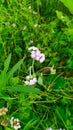 Flower of Goat weed plant ( a medicinal plant use by Manipuri)